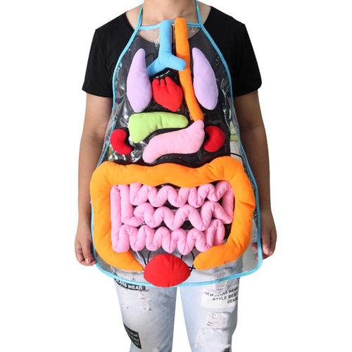 Educational Insights Toys For Children Anatomy Apron Human Body Organs Awareness Preschool Science Home School Teaching Aids